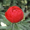 Paeonia 'Red Red Rose', Stauden-Hybride