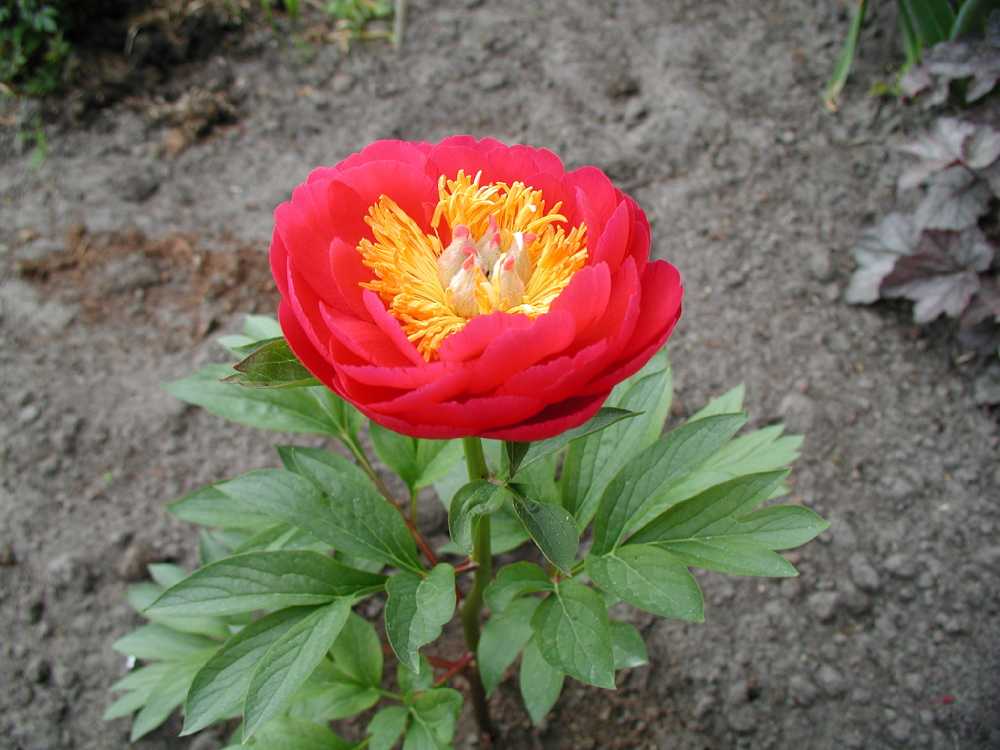 raspberrycharme_