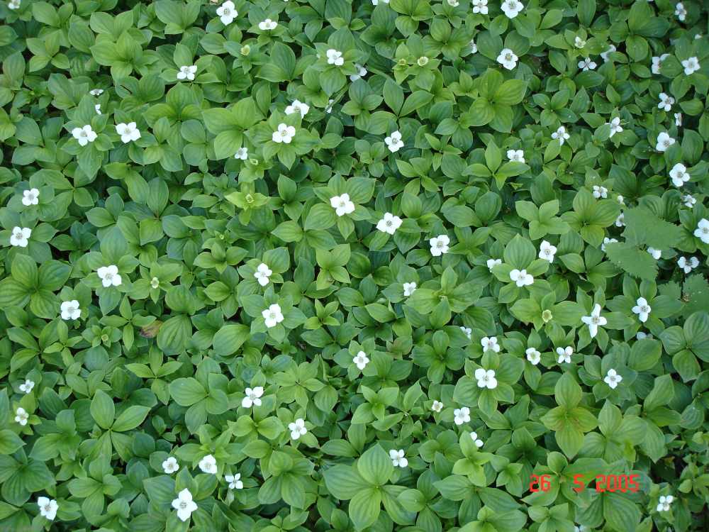 cornus_canadensis2