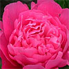 american_rose_100