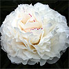 armance_dessert_013944_100