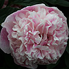 ballerina_014103_100
