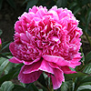 barbara_014241_100
