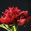 burst_of_joy_009720_100