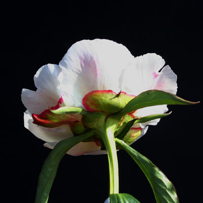 doreen_012030
