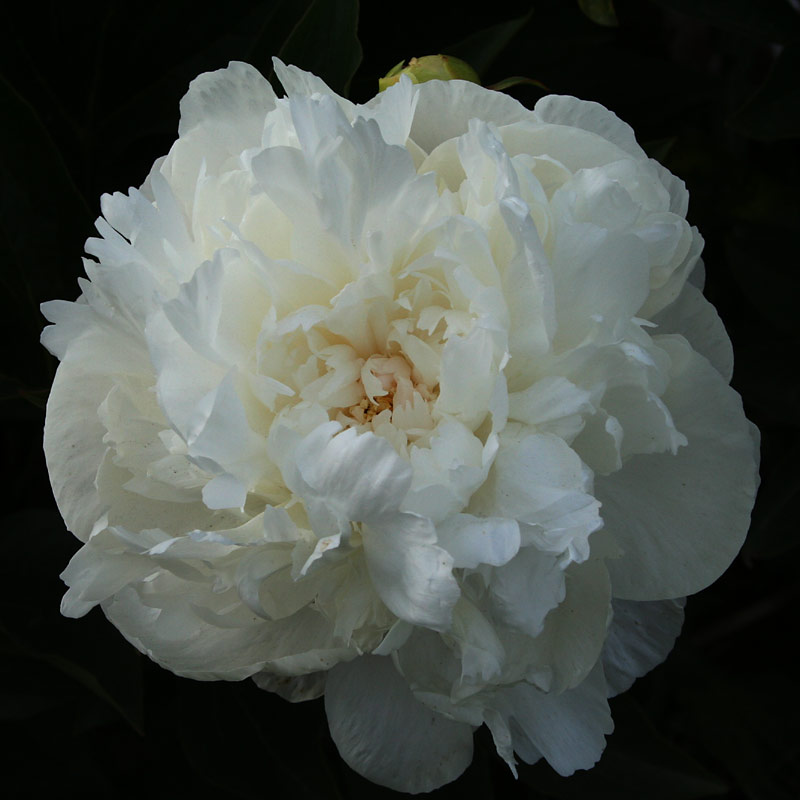 doris_cooper_014213