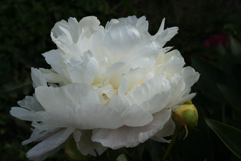 doris_cooper_014216