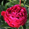 granat_014225_100