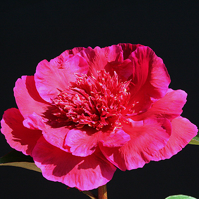 hari_ai_nin_011850