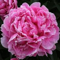 alex_fleming_013930