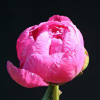 amabilis_012085
