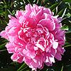 american_rose_100_8449