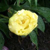 angelet_012870