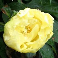 angelet_012871