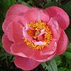 annberrycousins_06705_100