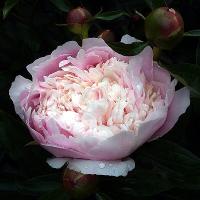 armance_dessert_06109