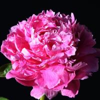 armistice_013386