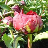 autens_red_06176