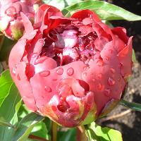 autens_red_06177