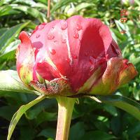 autens_red_06178