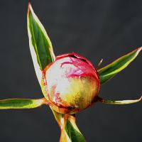 ballerina_009591