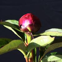 balliol_008693