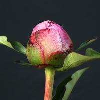 barbara_010272