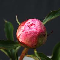 barbara_010275