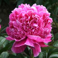 barbara_014241