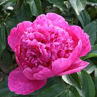 barbara_014243