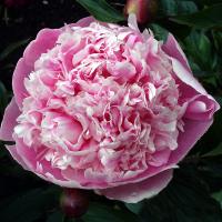 beau_geste_06214
