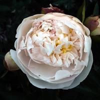 blush_queen_07082