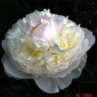 blush_queen_07501