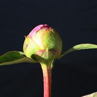 bo_peep_008957