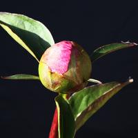 bo_peep_008962