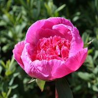 bo_peep_011889
