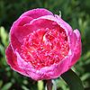 bo_peep_011895_100