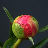 coral_charme_010398