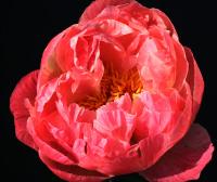 coral_charme_011203