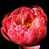 coral_charme_011205_100