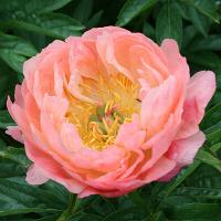 coral_sunset_012741