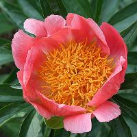 coralngold_007041