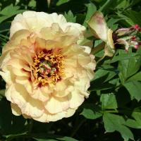demetra_012591