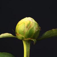 doris_cooper_010368