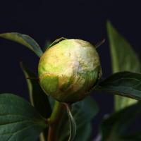 doris_cooper_010373