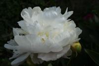 doris_cooper_014216