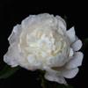 doris_cooper_014503_100