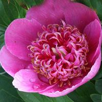 elfin_beauty_012549