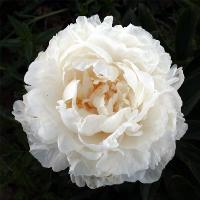 eugenie_verdier