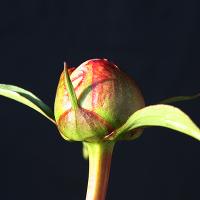 eugenie_verdier_009539